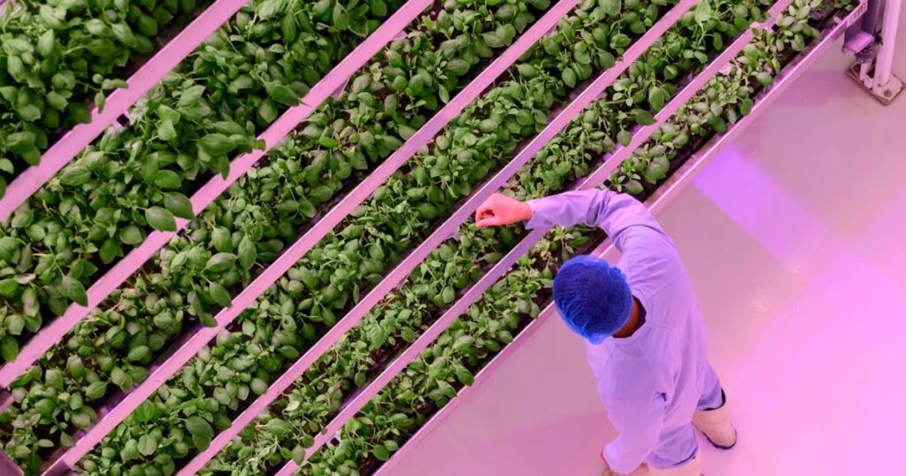 کره جنوبی خاورمیانه را به عنوان بازار کلیدی صادرات Agtech هدف قرار می دهد