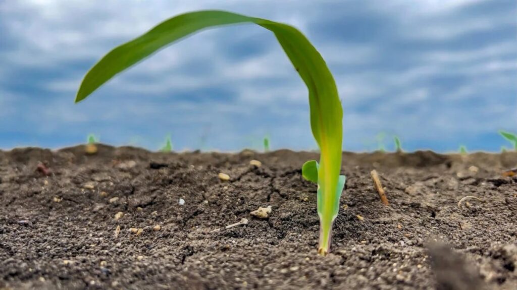 انسداد خاورمیانه بر منابع جهانی کود تأثیر می گذارد – Shaw Local